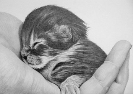 Рисунки животных простым карандашом