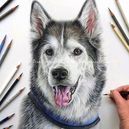 Собака цветными карандашами