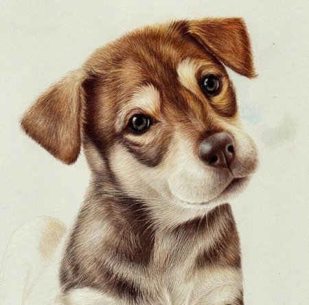 Щенок рисунок