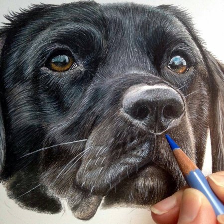 Собака цветными карандашами
