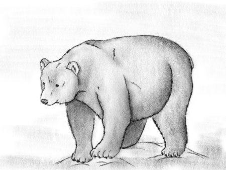 Медведь рисунок карандашом