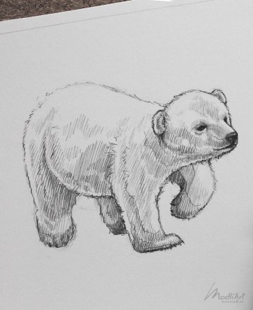 Медведь рисунок карандашом