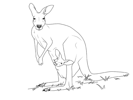 Кенгуру набросок