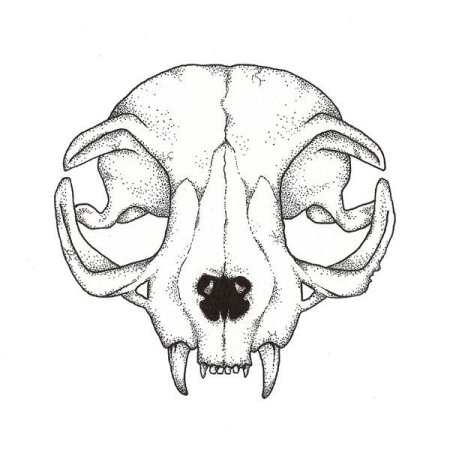 Череп кошки