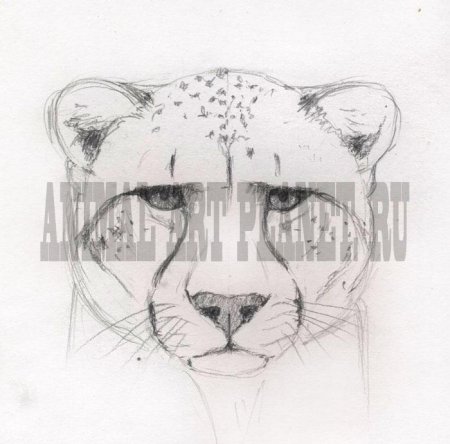 Гепард рисунок карандашом