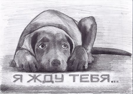 Плакат на тему бездомные животные