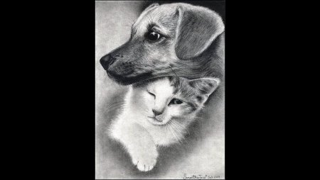 Рисунки бездомных животных карандашом