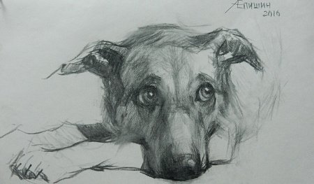 Собака скетч