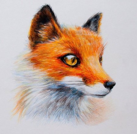 Рисунок лисы