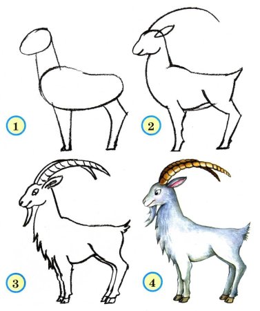 Рисунки поэтапно животные