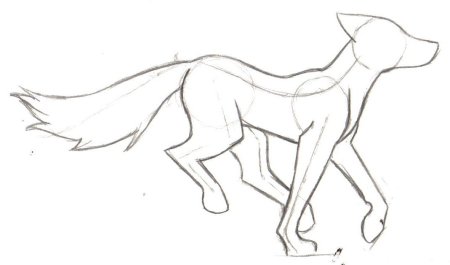 Анатомия волка референс