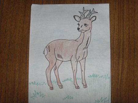 Нарисовать косулю