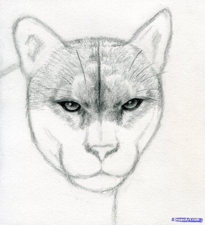 Рисунки животных карандашом легкие