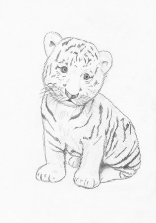 Рисунок тигра карандашом