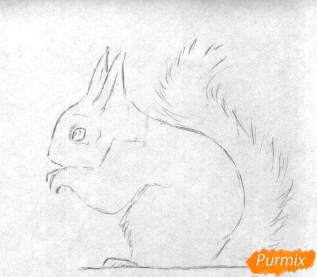 Рисунок белки карандашом