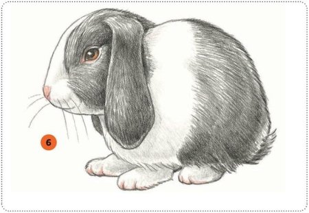 Домашние животные карандашом для срисовки
