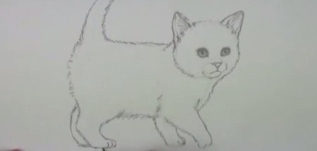Легкие рисунки на тему котики