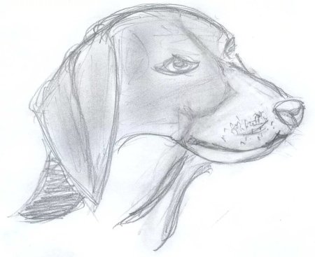 Собака для срисовки карандашом легкие