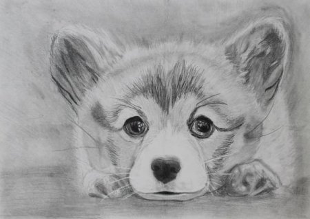 Корги рисунок карандашом
