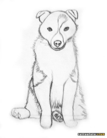 Рисунки животных для срисовки лёгкие