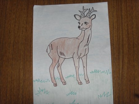 Нарисовать косулю