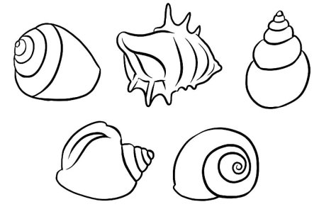 Ракушка раскраска