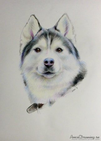 Хаски рисунок