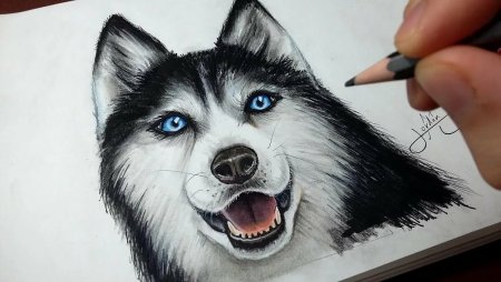 Хаски рисунок для срисовки