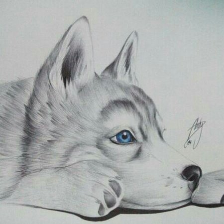 Животные карандашом