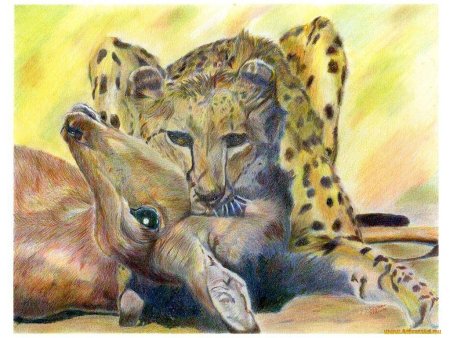 Рисунки животных карандашом