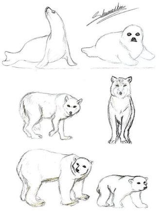 Рисунок животных тундры