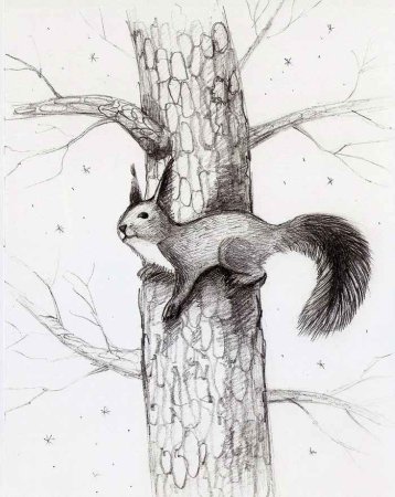 Белка рисунок карандашом