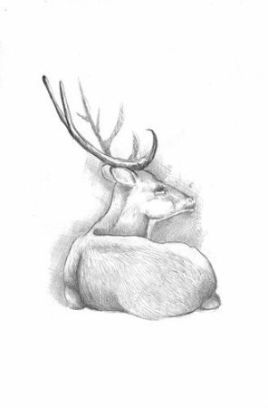 Нарисовать оленя карандашом