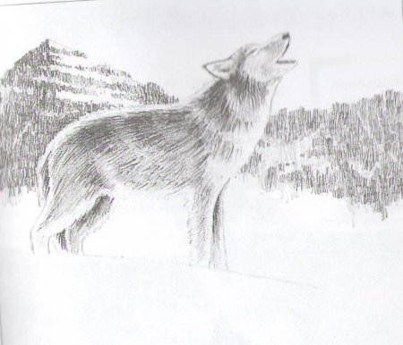 Красивые пейзажи карандашом для срисовки волки