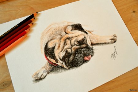 Мопс акварельными карандашами