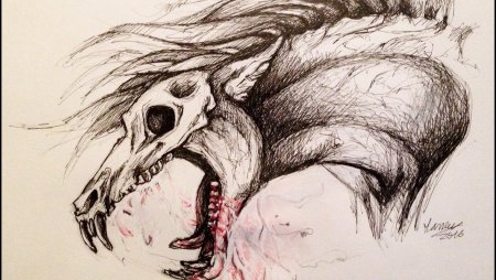 Череп лошади