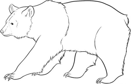 Контур медведя сбоку