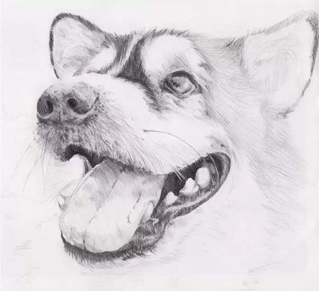 Рисунки карандашом животные