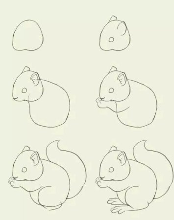 Поэтапное рисование белки