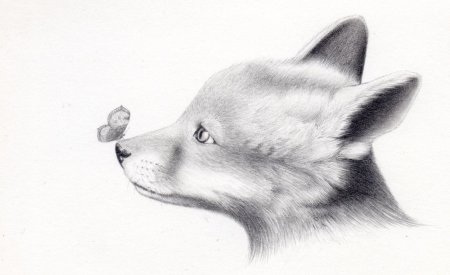 Рисунки животных карандашом