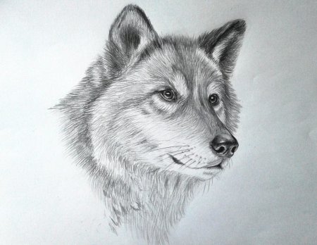Рисунки Волков карандашом