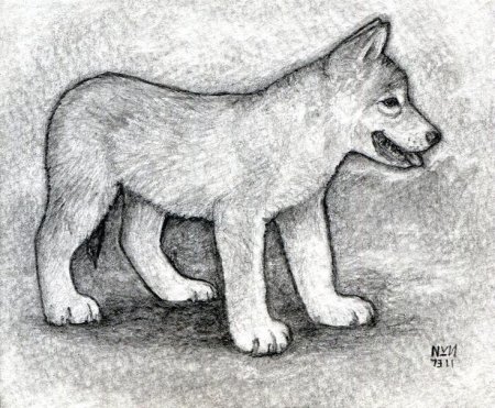 Анатомия животных для рисования для начинающих