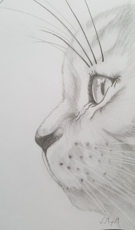 Рисунки животных