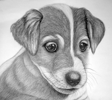 Заяц рисунок