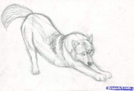Хаски рисунок
