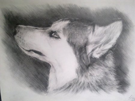 Красивые рисунки животных карандашом для начинающих