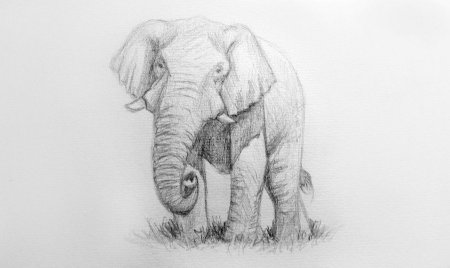 Слоны рисунок карандашом