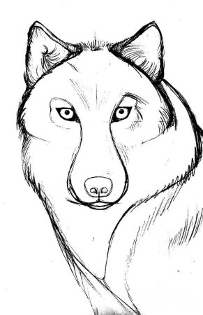 Рисунок волка для срисовки