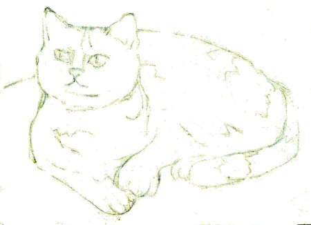 Британская кошка карандашом