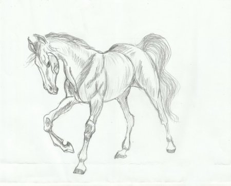 Лошадь рисунок карандашом